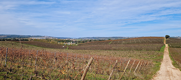 luxurioso e-bike tour obidos